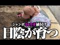 【口いっぱいにミョウガを食べたい】失敗しないようにジャンボミョウガを植え付けました【春ミョウガ】【秋ミョウガ】