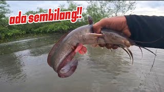Download Lagu MERAWAI IKAN SEMBILANG PERSISIRAN PANTAI⁉️ MP3