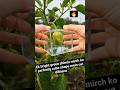 Cubic Shimla Mirch Cutting 😍 | Satisfying Cooking Hack #shortsfeed #shortsviral #youtubeshorts