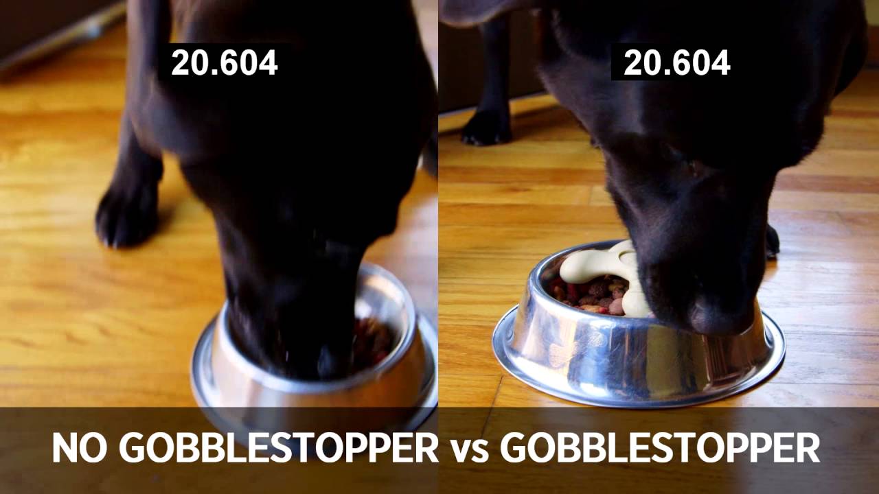 camera iphone 8 plus apk Gobblestopper Coupaw v2