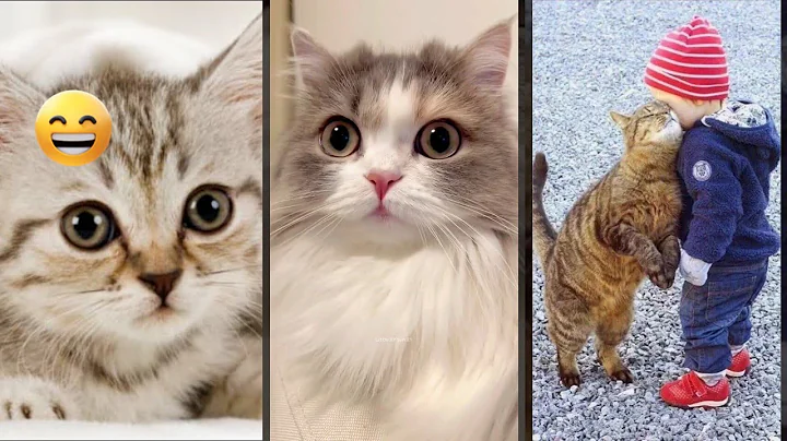 Watch the video about Cute Animals 🥰 Cat Fails 🐱 #FunnyCats Part 4702