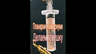 видео: Делаем самодельную ловушку от планарий в креветочник картинка: Делаем самодельную ловушку от планарий в креветочник