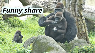 Gorilla couple's funny share / D'jeeco & Tayari / 大猩猩夫婦迪亞哥跟Tayari有趣的分享