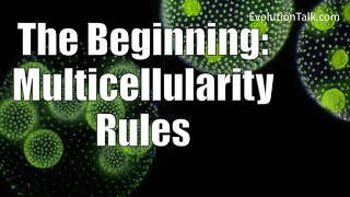 AUDIO: The Beginning: Multicellularity Rules