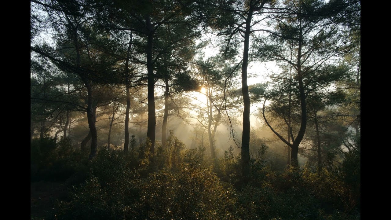 Aioli   Andrew Langdon 1 Hour