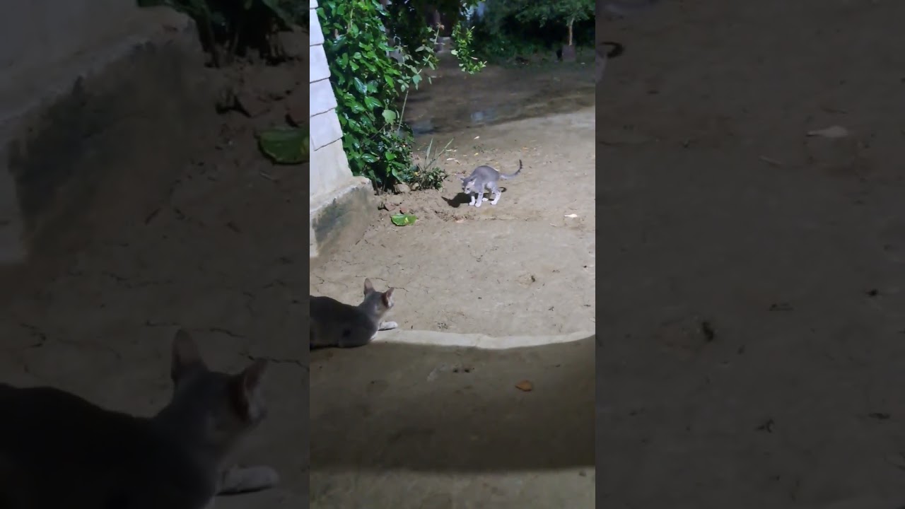 ✅️HyperKitten😼