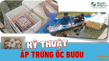 Kỹ thuật ấp trứng Ốc bươu