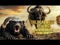 The Animal That NEVER Forgets: No-Tooth’s Deadly Revenge!