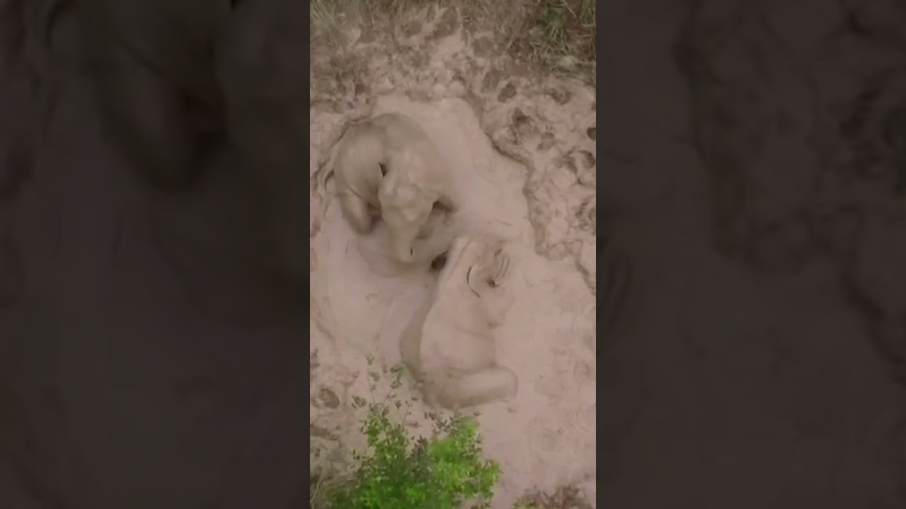 Elephant calves enjoy the mud #Shorts
