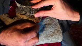 Gr Stem Removal From Cats Nose.