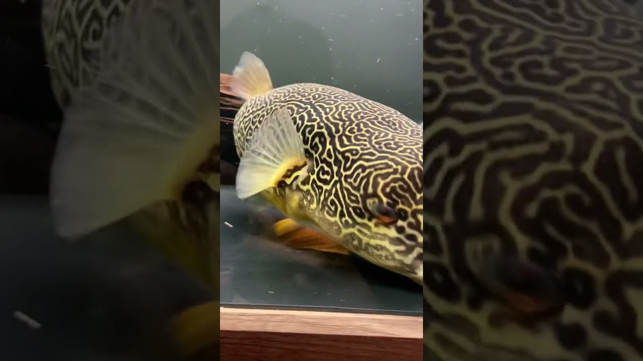 ikan buntal makan keong puffer fish eat snail shorts pufferfish