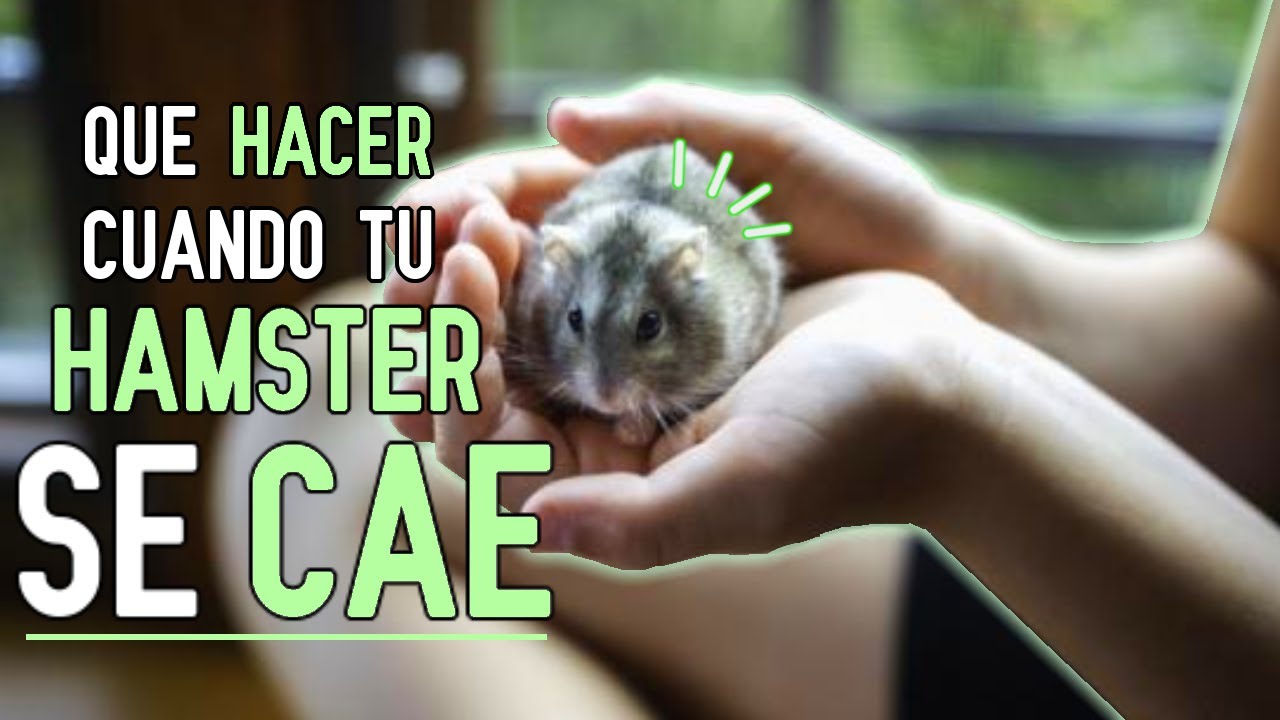 Mi HAMSTER se CAYO ¿QUE HAGO? - YouTube