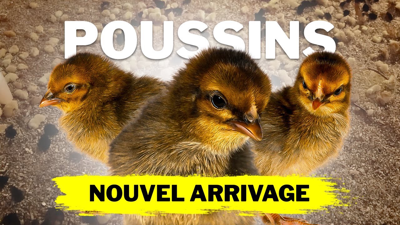 Nouvel arrivage de poussins