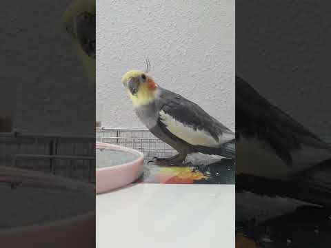 نغمة النمر الوردي  