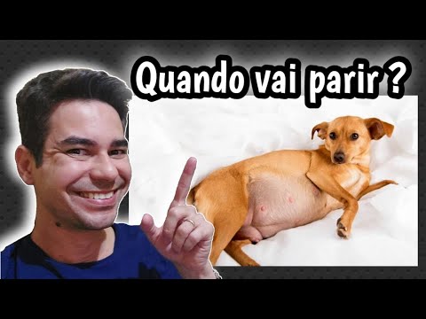 Vídeo: Problemas de saúde dos cães de Shih Tzu