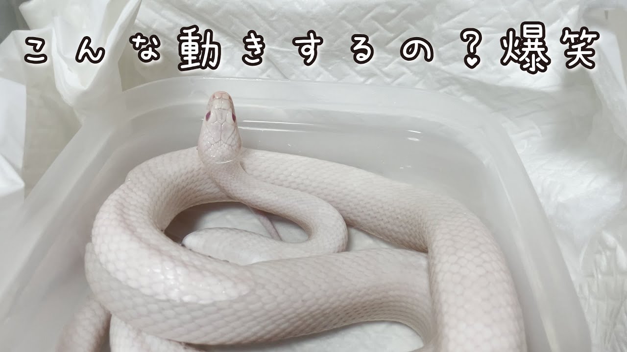 爆笑】脱皮前でご飯を見失って焦る蛇 - YouTube