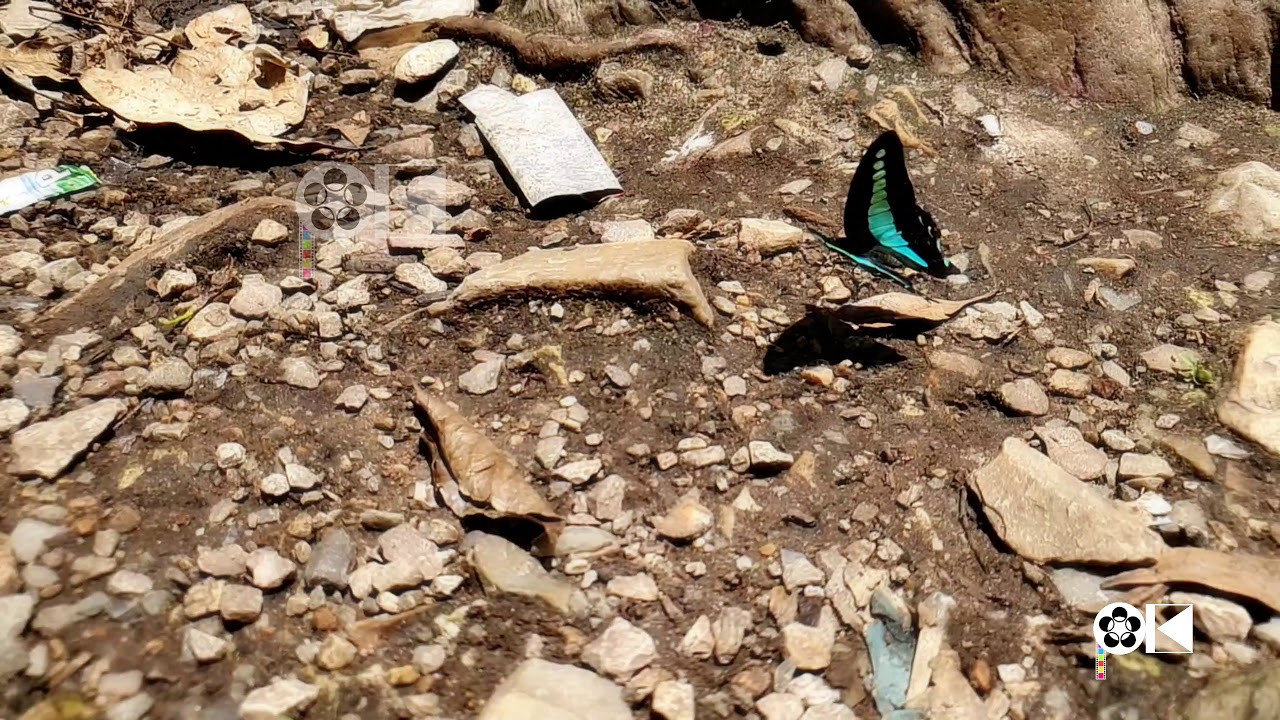 A Common blue bottle YouTube