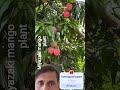 80 sal purana# miyazaki mango plant Japan mein#