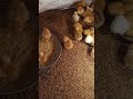 2 foco una cámara de cria con sacó mantiene mucho la calor ide en 5 minutos jajaj así amanecen