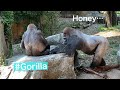 Silverback and Infant Gorilla Follow At Femaleシルバーバックと子供ゴリラが後からついてくる