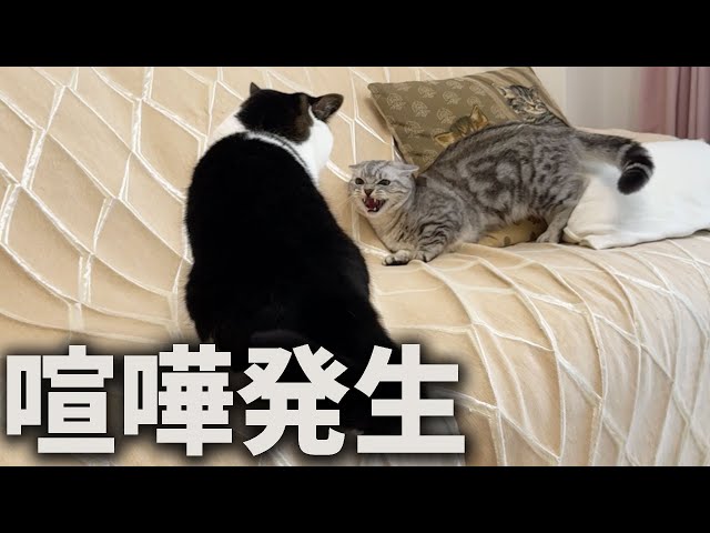 息子猫と子猫のそらくんが喧嘩しちゃいました…！！！