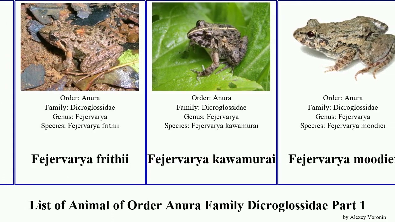 List of Animal of Order Anura Family Dicroglossidae Part 1 frog fejervarya euphlyctis rock chinese