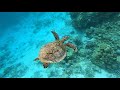 Underwater life - Safari Island Maldives - 4K video - GoPro 8BE