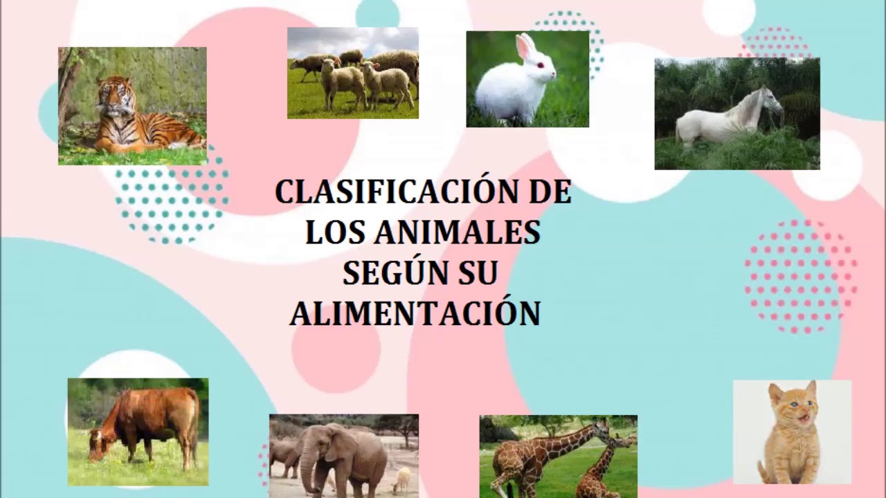 Clasificación de los animales según su alimentación - YouTube