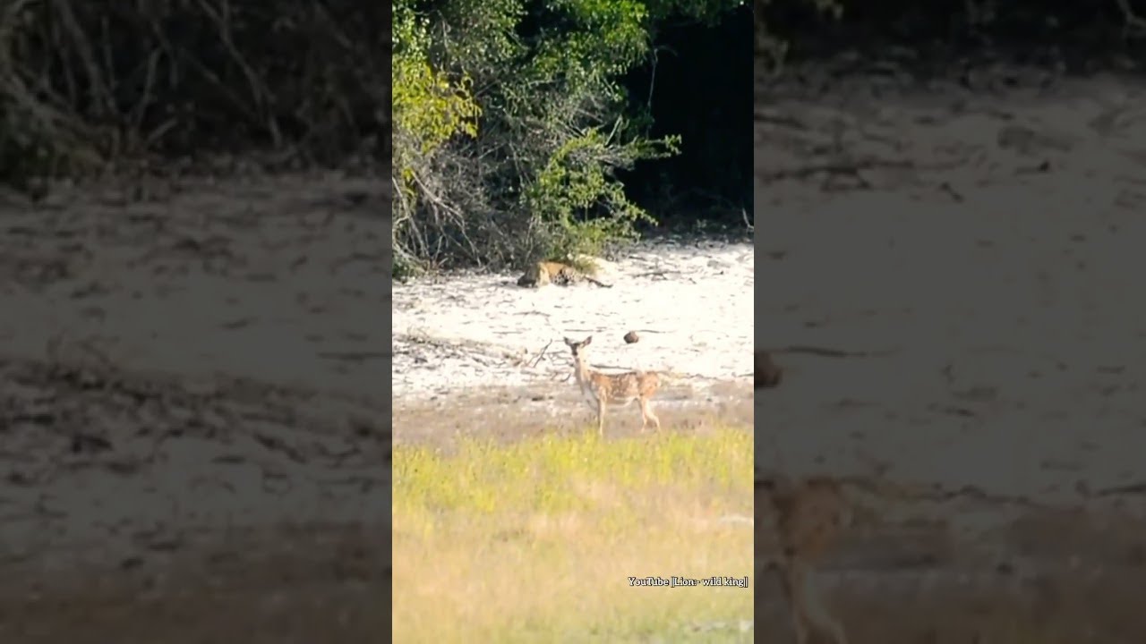 Leopard Stalking Their Prey. 