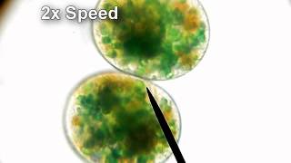 Nassula Dividing