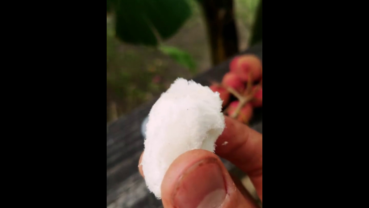 Ice Cream Bean Miami Local Organic Fruit