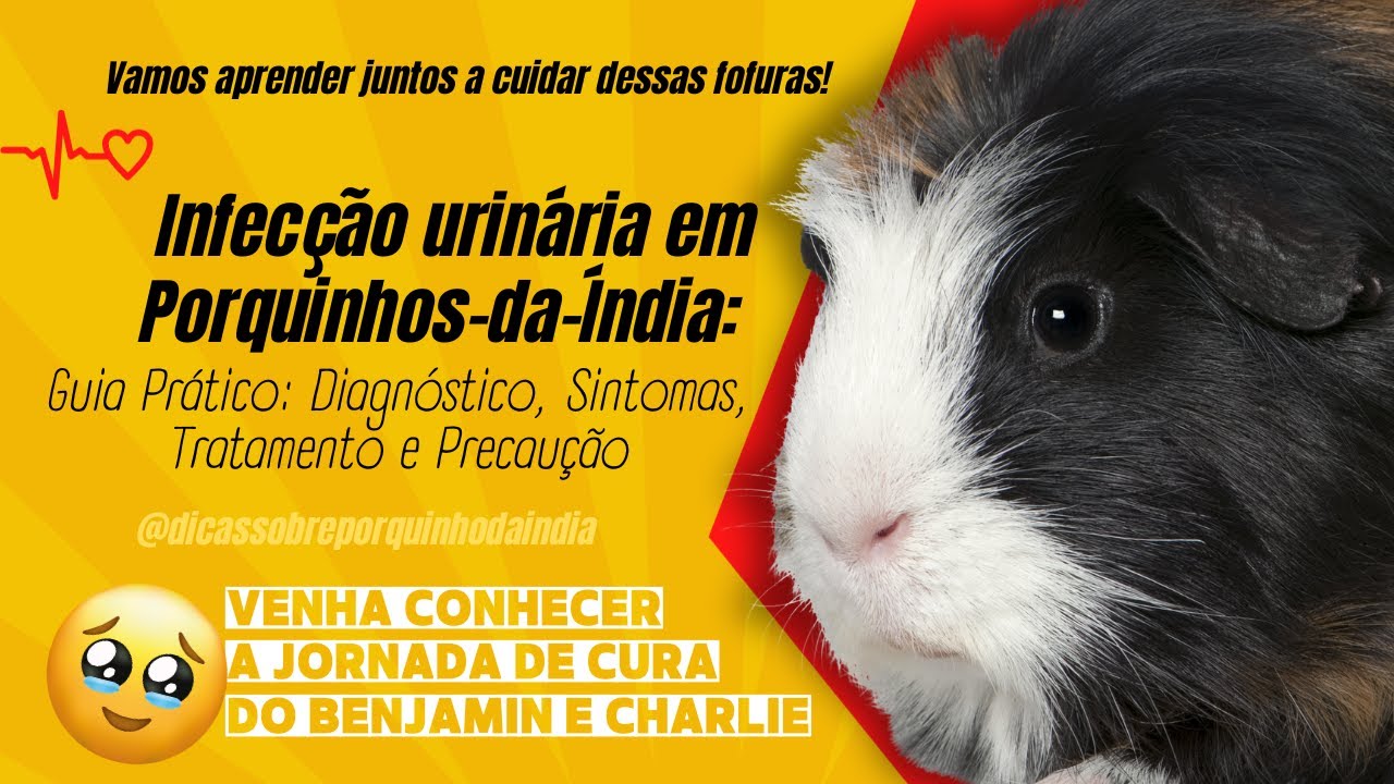 Infecção urinária em porquinho da índia: Sintomas, Tratamento e Precaução #porquinhodaindia