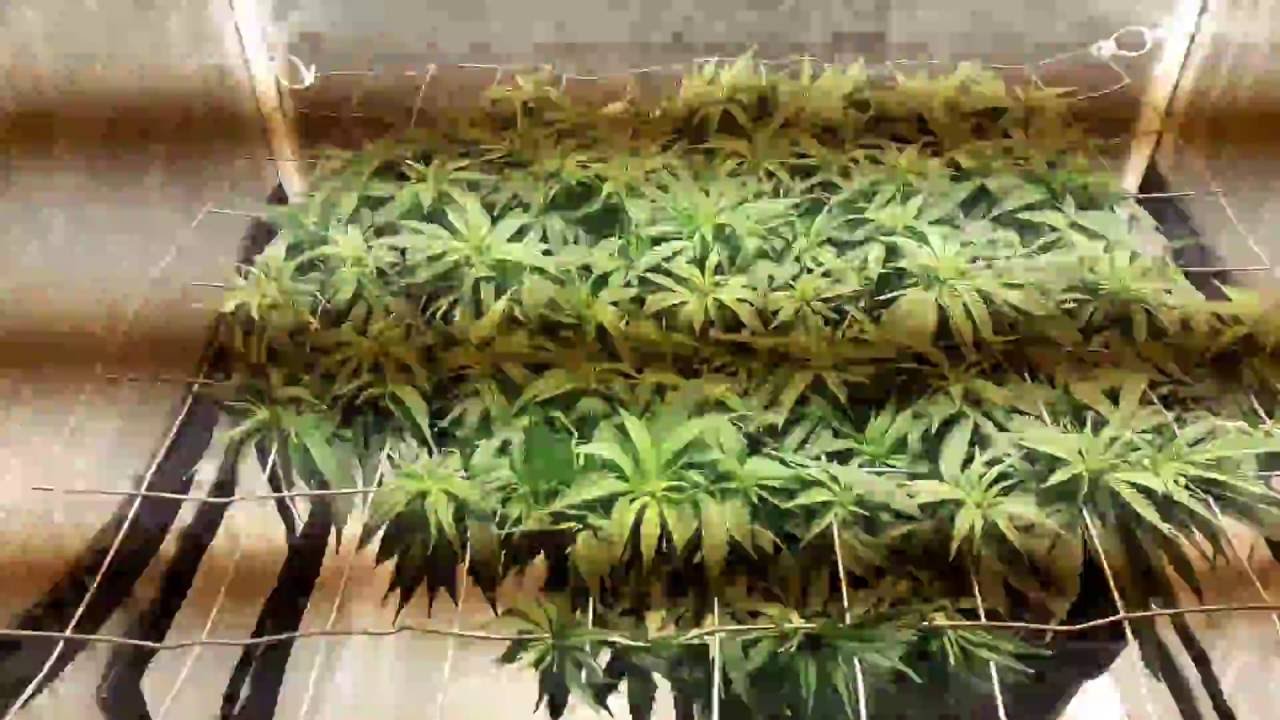 Cómo hacer SCROG ?