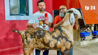 JD Goat Farm Ramadan Series Ep 24 | The Biggest Goats of Hysham Bhai