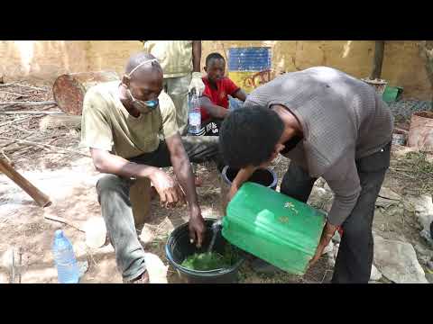 Vidéo: Utilisations de l'huile de Neem : Utilisation de l'insecticide à base d'huile de Neem dans le jardin