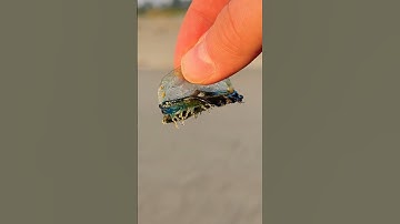 Rescuing a Cute Blue Jellyfish! #shorts
