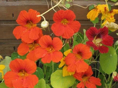 Vídeo: Nasturtium Medicina Popular E Culinária