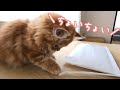 なんでも気になっちゃう子猫がこちらです【マンチカン】/Here is a kitten that cares about everything