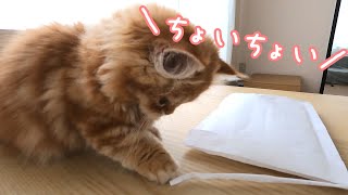 なんでも気になっちゃう子猫がこちらです【マンチカン】/Here is a kitten that cares about everything
