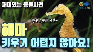 해수어 키우기, 해마 키우기, 해마 출산, 해마 먹이, 해마 사육법 기초