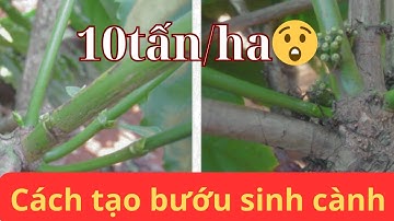 Cà phê đạt 10tấn/ha nhờ phương pháp tỉa cành này #caphe #tiacanhtaotancaphe #catcanhcaphe 