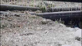 Kashmir Present Weather Update ❄️ | Live Snowfall | Srinagar Today Climate