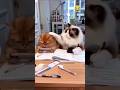 Cheating while studying 🤣#shorts #shortsfeed #comedy #funny #viral #foryou #malotimurmu #reels