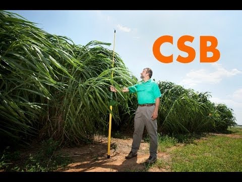 Video: Which Grass Is The Tallest