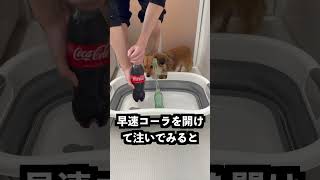ギルティ炭酸を変形コーラ瓶に入れればすごいメントスコーラができるはず!