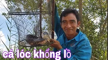 Kỷ Lục Thăm Lờ Cá Lóc Nào Giờ Cá Khủng Vào Lờ Thấy Mà Ham # SĂN BẮT ĐỒNG THÁP #