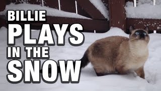 Billie The Siamese Ragdoll Cat Plays In The Snow