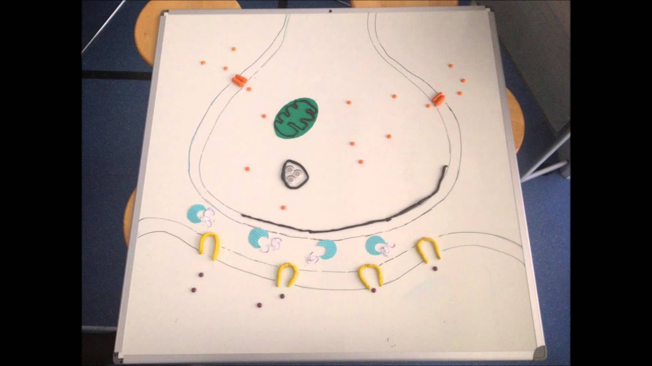 transmission of a nerve impulse across a synapse - YouTube
