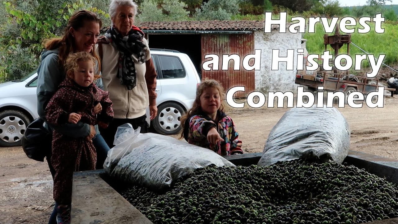Oldest Olive Press Adventure: Harvesting & Pressing in Portugal!