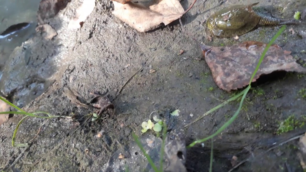 Привет с Мезозоя - YouTube